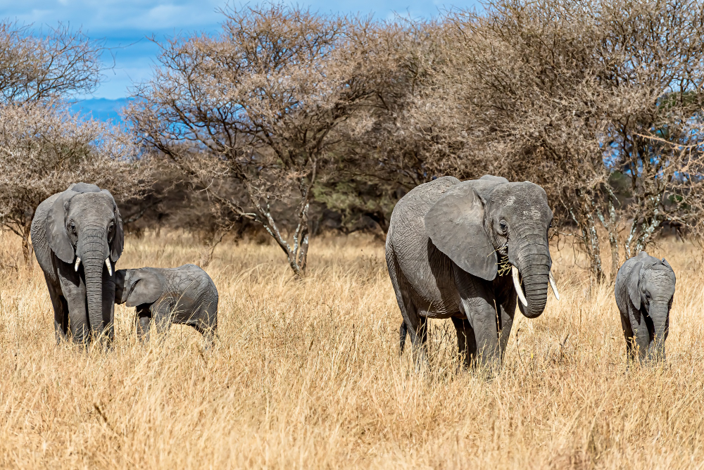 Famille d'éléphants dans la savane