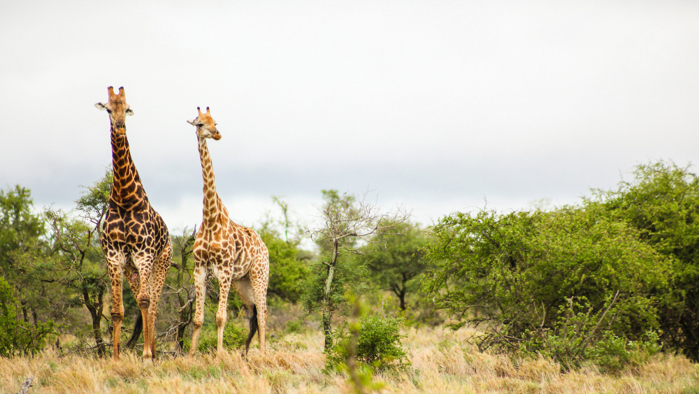 Girafes dans la brousse africaine